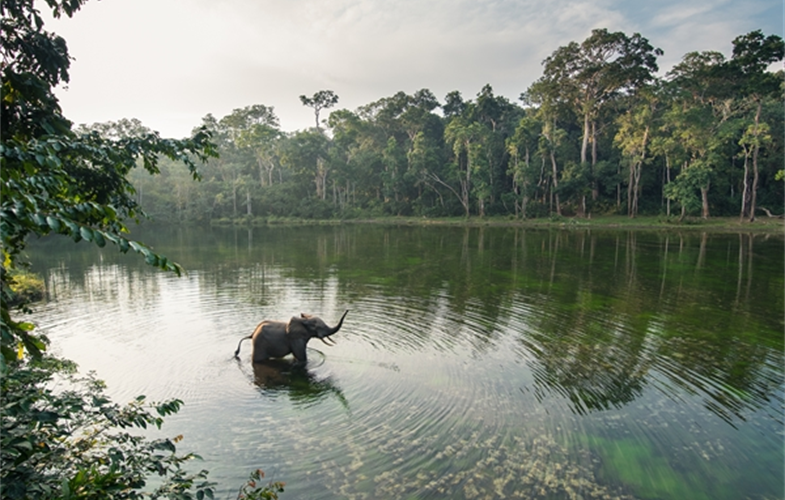 Forest elephant Nouabale Ndoki National Park Congo CREDIT Kyle de Nobrega